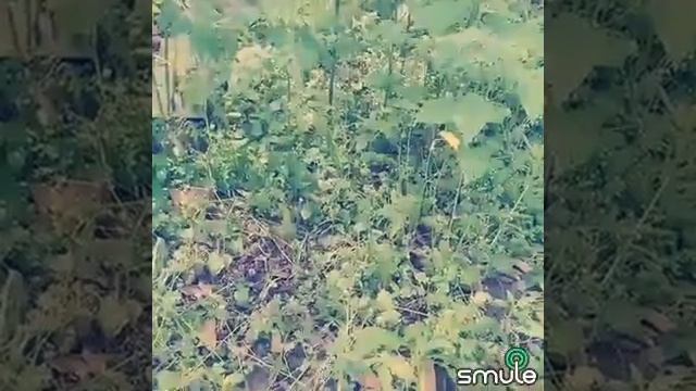 Artis Dari Taiwan Asal Indo