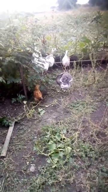 Гуси поют😱.Смотреть со звуком #shorts смотреть онлайн