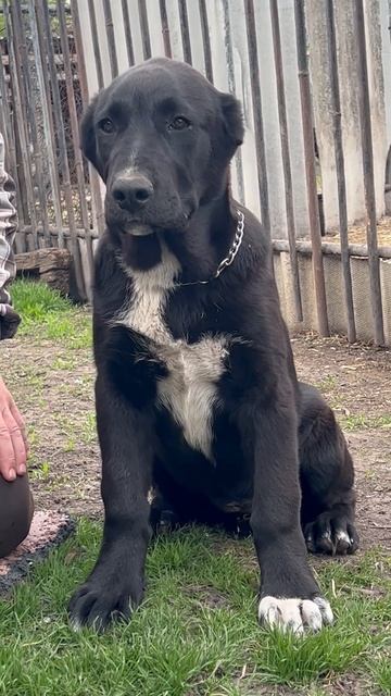 Алабай среднеазиатская овчарка из питомника Аз марал продажа 89278137957 ватсап смотреть онлайн