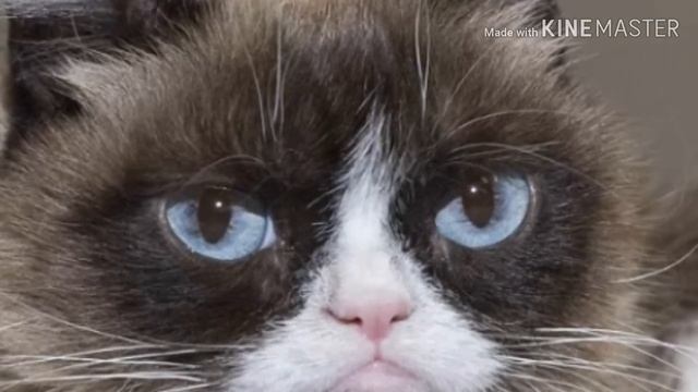 GRUMPY CAT DIED!!!!!!!