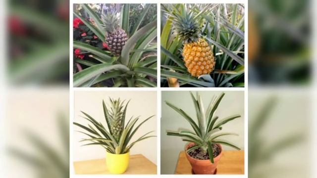 TANAMAN BUAH DALAM POT / JENIS TABULAMPOT CEPAT BUAH #tabulampot #tanamantabulampot #tabulampot смотреть онлайн