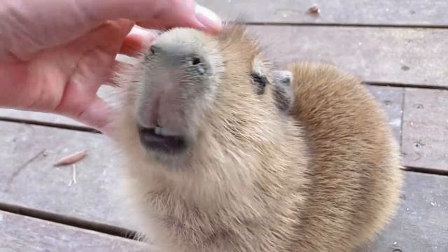 【癒し】ニッコリ笑うカピバラの赤ちゃん♪ ＊伊豆リゾートヴィラ смотреть онлайн