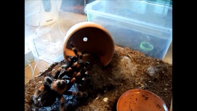 Brachypelma smithi mating смотреть онлайн