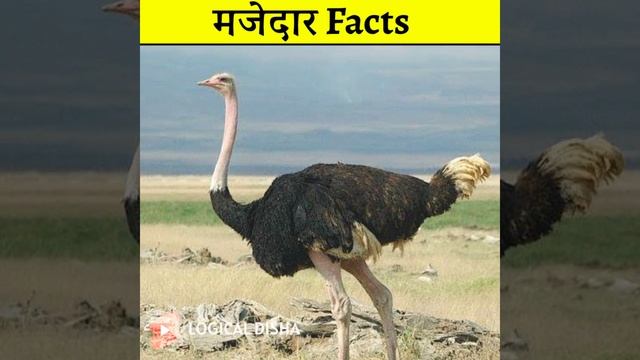 शेर और शुतुरमुर्ग की लड़ाई में कौन जीतेगा 😱 | lion and ostrich fight #shorts смотреть онлайн