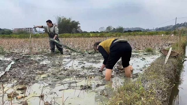 太香了，几个嫁到中国的老挝媳妇在广西田野砍甘蔗找野菜 смотреть онлайн