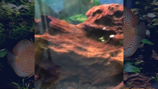 CHEGARAM PLANTAS! KILLIFISH NOTHOBRANCHIUS GUENTERI “ ZANZIBAR “, BETTAS PLAKAT E MUITO MAIS!