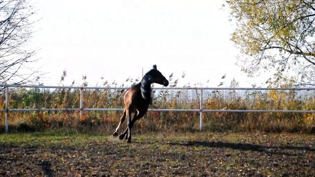 Hemmod (Pacific - Oklund - Lemmod) смотреть онлайн