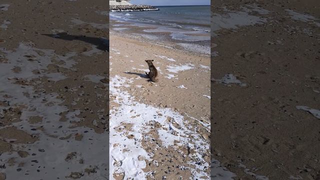 Лиса на море Одессы