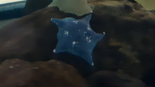 Blue Bat Star (Patiria pectinifera) смотреть онлайн