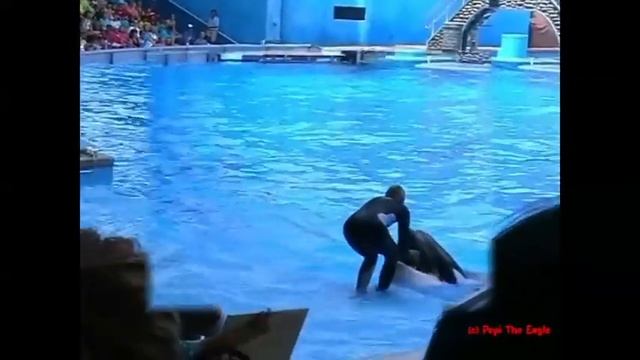 Complete SeaWorld Shamu 