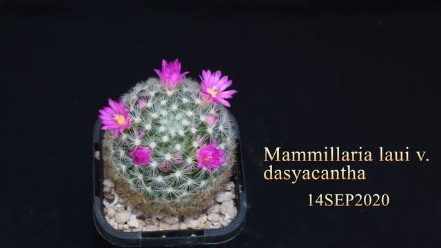 Mammillaria laui v dasyacantha смотреть онлайн