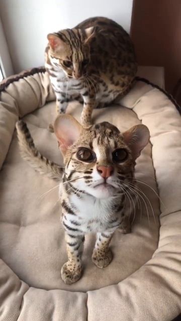 Азиатский леопард Буся , урчит рррр #каракал #cute #caracat #serval #ua #оцелот #alc #сервал #cat смотреть онлайн