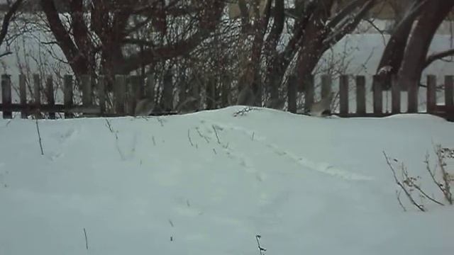 Куропатки в огороде. смотреть онлайн