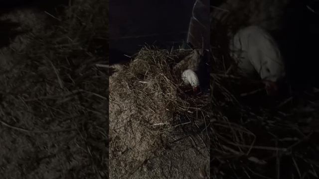 зимняя содержание гуси 🦢 курицы 🐔 смотреть онлайн