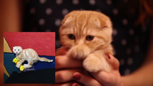 [КОШАЧЬИ СОВЕТЫ] Выпуск #1 смотреть онлайн