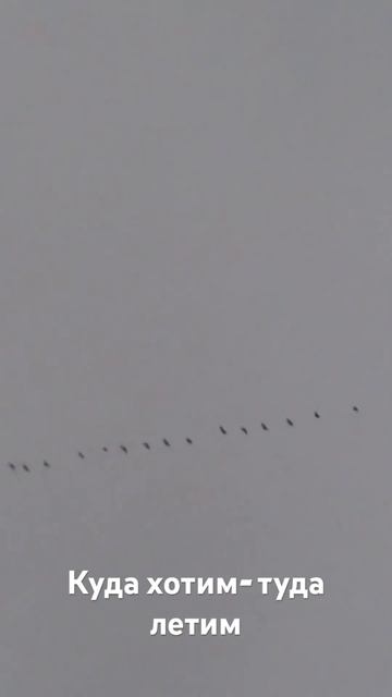 Перелет гусей 21.04.2007г