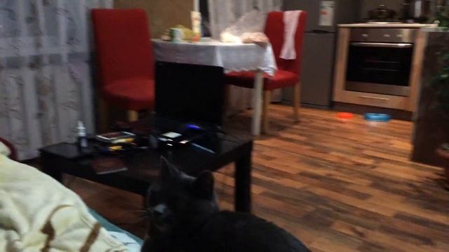 плюша играет с мячем.. бешенная кошка! жесть! смотреть онлайн