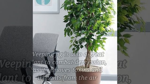 20 Low Light Indoor Plants for Depression and Anxiety | Indoor Plants for good mood смотреть онлайн