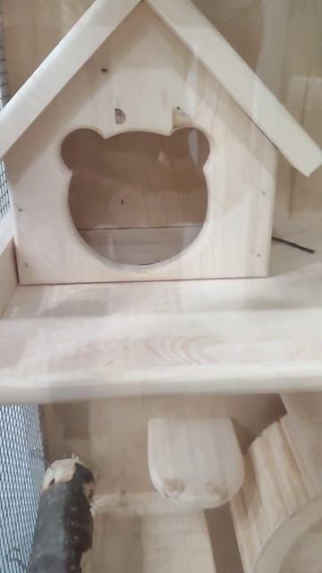 У Сони новый домик 🏠🐭 #шиншилла #животные #питомцы #воронеж #рекомендации #лето #2023 #рек #жара смотреть онлайн