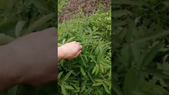 Первое июня. Жимолость смотреть онлайн