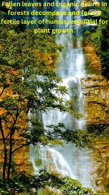 Mysteries of the Forest: Hidden Wonders Await смотреть онлайн