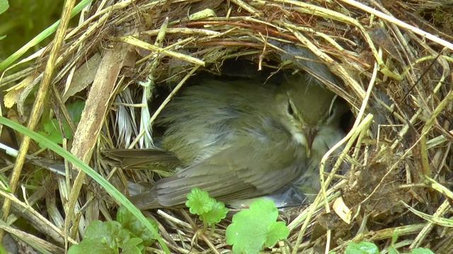 Pierwiosnek - Ptak Phylloscopus Collybita  I Roślina Primula Veris