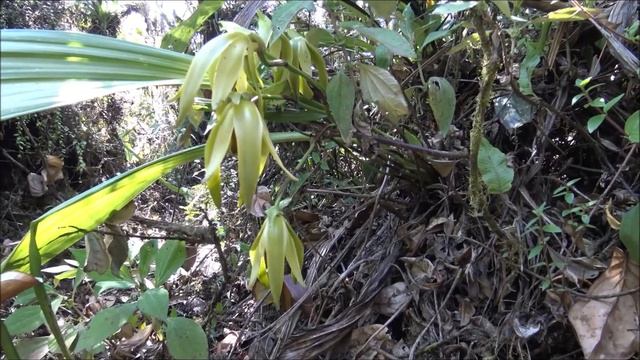 Lycaste Longipetala