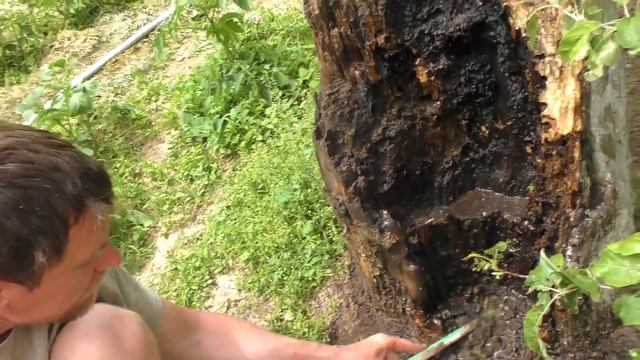 ПОСАДИЛ ОГУРЕЦ В ДЕРЕВО смотреть онлайн