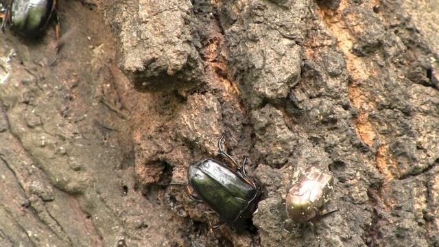 クロカナブン/Rhomborrhina Polita 05ほか_210821_ガイコツ山