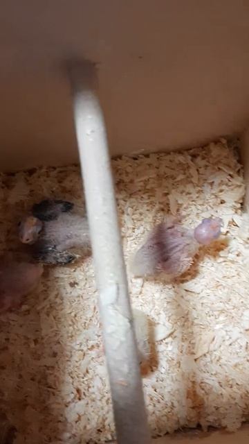 птенцы карелла 🦜