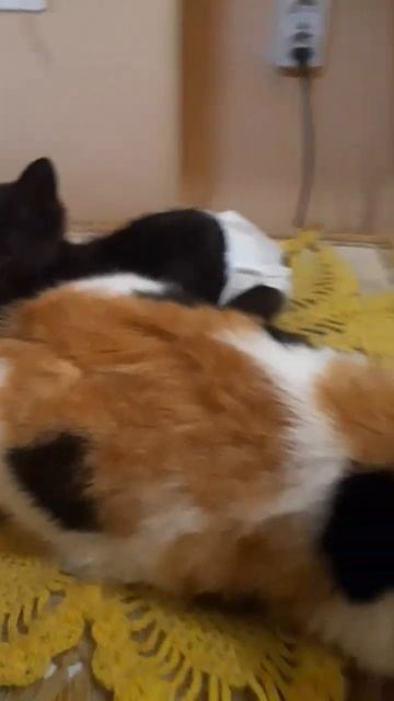 Масяня и найденыш 