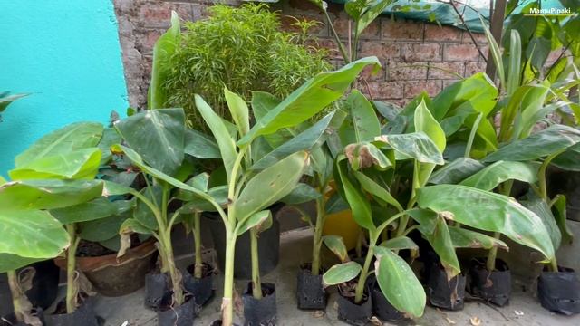 UFO plant - a plant spread amongst gardeners without being well-known to western botanists смотреть онлайн