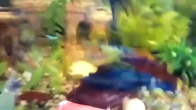 Мои любимые питомцы Гоша и Плюшка смотреть онлайн