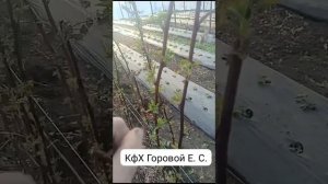 Малина Маравилла в теплицах.2024 год