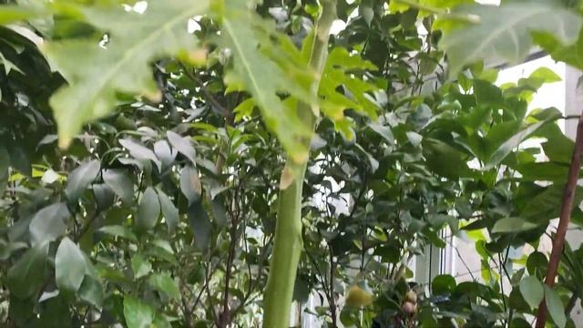 2 січня, перший ролик в новому році смотреть онлайн