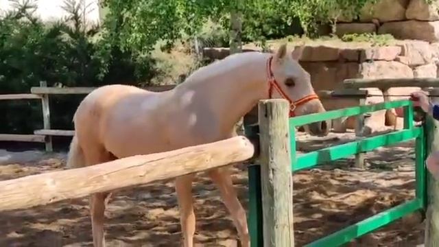 ЖЕРЕБЧИК PRE/ Andalusian colt смотреть онлайн