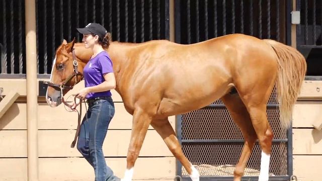 FTMMAY18, Hip 312, c, Will Take Charge--Lavender Sky 16 смотреть онлайн