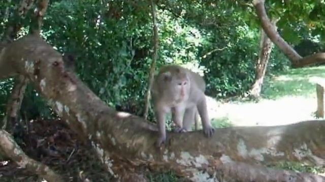 Камбоджа. Ангкорские обезьяны