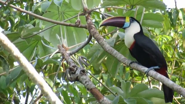 White-throated Toucan Delta Orinoco, Venezuela - Thore Noernberg Birdwatching смотреть онлайн