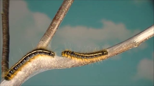 Tent Caterpillar Trail Marking