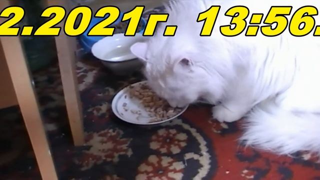 №94. 28.02.2021г. 13:53. На улице +6°. Сима кушает вторую порцию мясо+паштет. смотреть онлайн