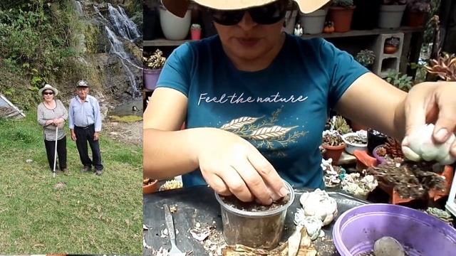 PLANTANDO SUCULENTAS Y ALGO MÁS 😍 🚓 смотреть онлайн