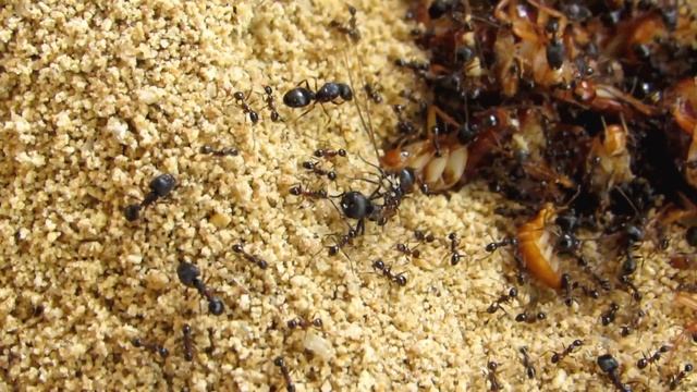 Pheidole Spathifera: Gynen Bei Der Arbeit