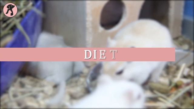 Degu VS Rats | Which One Can Make A Good Pet?