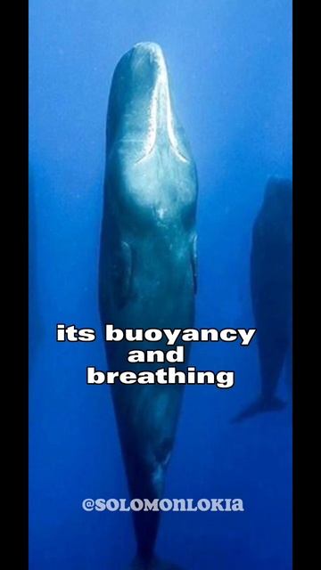 Sperm whales sleeping смотреть онлайн