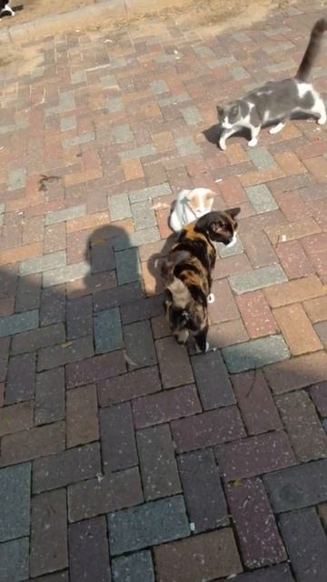 Смешная кошка Куки целует кота. Funny calico cat kiss cat . Kucing lucu. Gatos graciosos. 面白い猫. 猫 смотреть онлайн