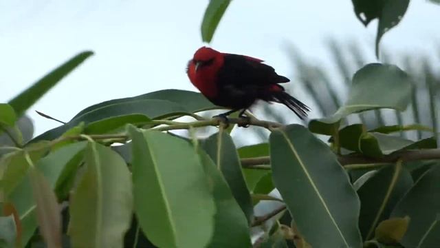 Samoan Myzomela, Birds Of Samoa