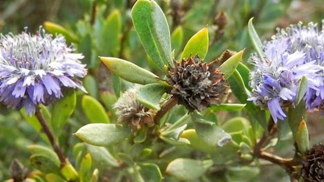 CORONILLA DE FRAILE #benefits Globularia Alypum 🌿 ¿PARA QUE SIRVE ? 🌿Usos #plants #nature GLOBULARI
