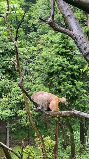 Poor Baby Animals 🐵 Funny Monkey And Cute Animal Compilation | Loros Adorables Recopilación#shorts