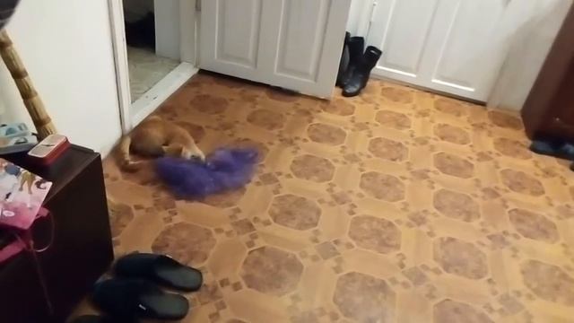 Вытащил с подвала сетку незаметно..... смотреть онлайн